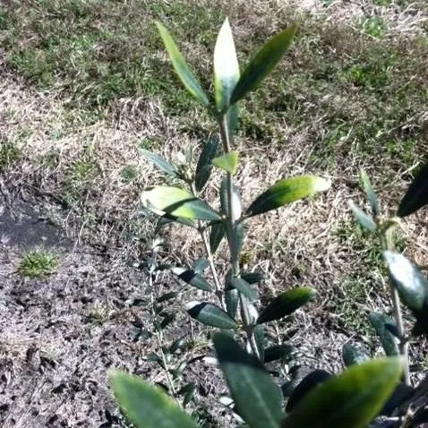 thumbnail for publication: Guide to Olive Tree Nutrition in Florida